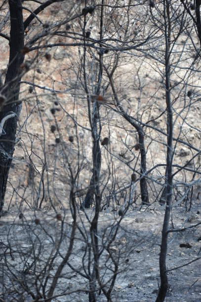 istock After the forest fire in Spain 667376386