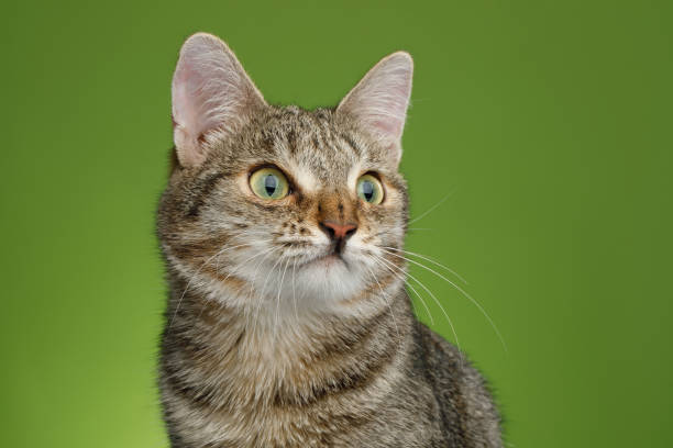 istock Cat with unusual wide nose on Green background 667376470