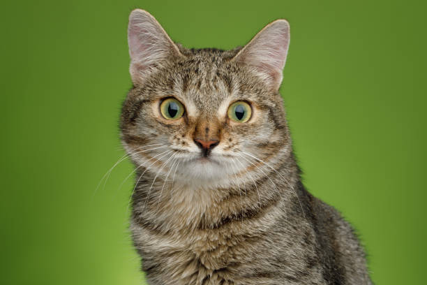 istock Cat with unusual wide nose on Green background 667376622