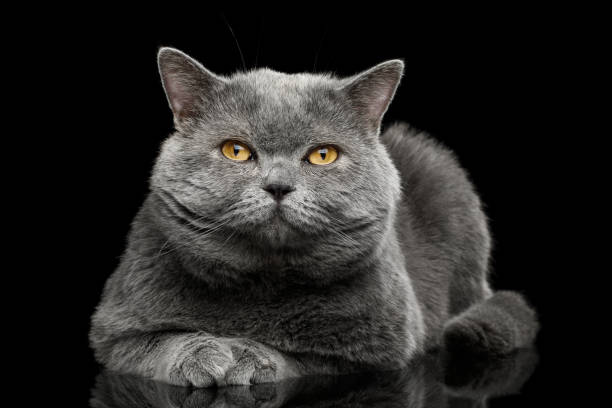 istock British shorthair grey cat with big wide face on Black background 667378962