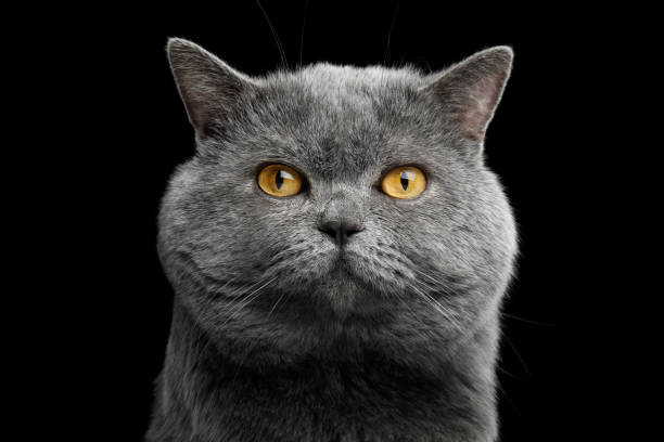 istock British shorthair grey cat with big wide face on Black background 667379394