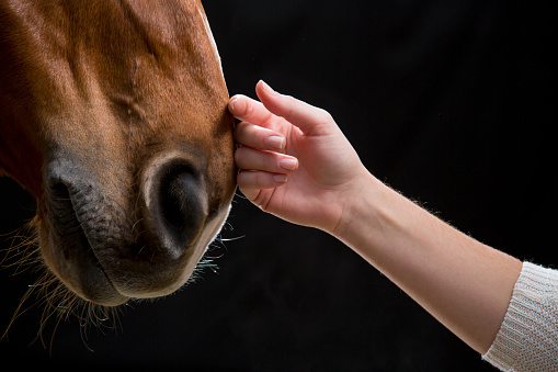 Close-up of woman's hand touching horse against black background.