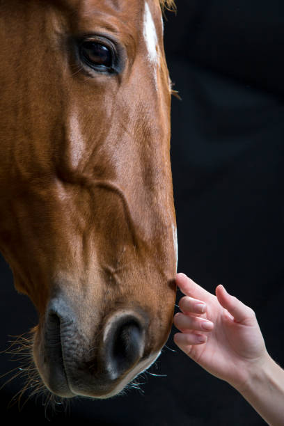 istock Woman touching horse 667379750
