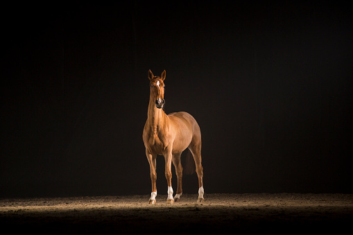 Brown horse standing on track at night.