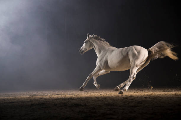 Horse galloping White horse running on track at night. white horse running stock pictures, royalty-free photos & images
