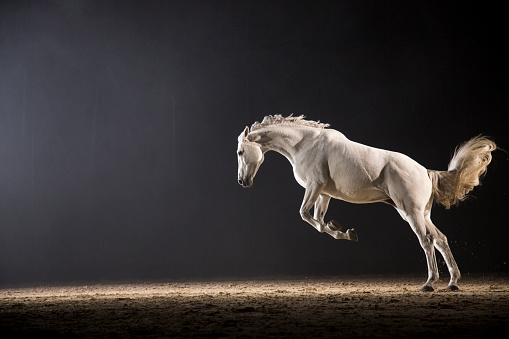 Profile of white horse running on track at night.