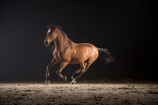 Brown horse running on track at night.