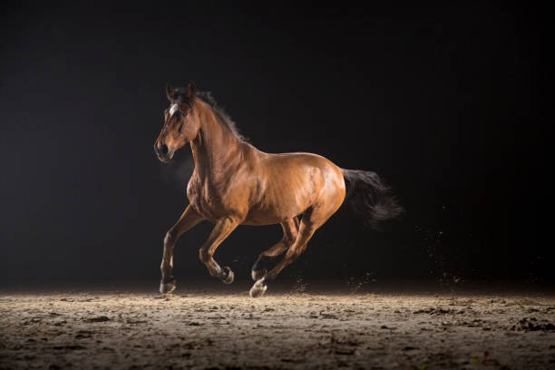 Horse galloping Brown horse running on track at night. gallop animal gait stock pictures, royalty-free photos & images