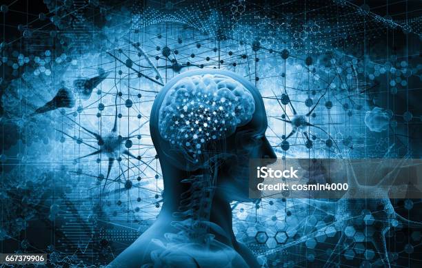 Cerebro Concepto De Pensamiento Foto de stock y más banco de imágenes de Cerebro humano - Cerebro humano, Cuerpo humano, Transparente