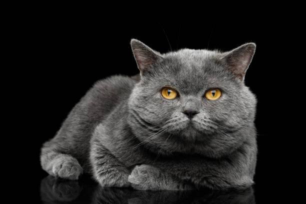 istock British shorthair grey cat with big wide face on Black background 667379958