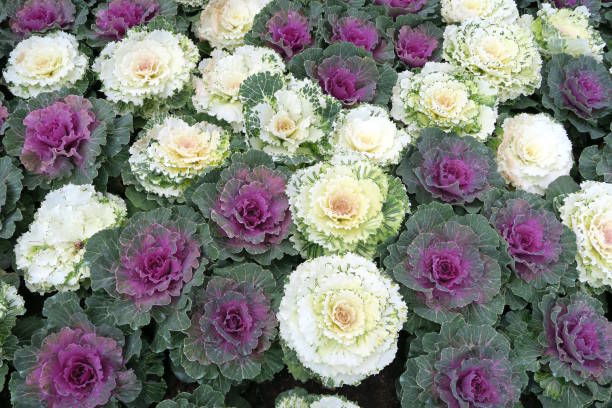 istock Beautiful colored cabbage used as decoration in a garden 667380090
