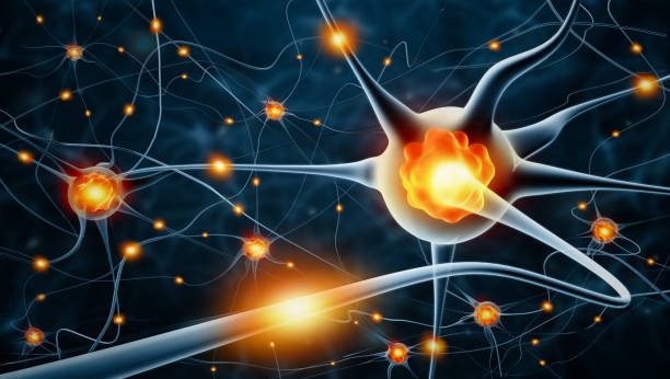 Active nerve cells Active nerve cells nervous tissue stock pictures, royalty-free photos & images