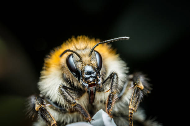 istock Bumblebee macro photo 667380750