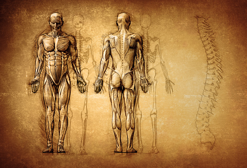 anatomía humana dibujo, viejo, lona photo