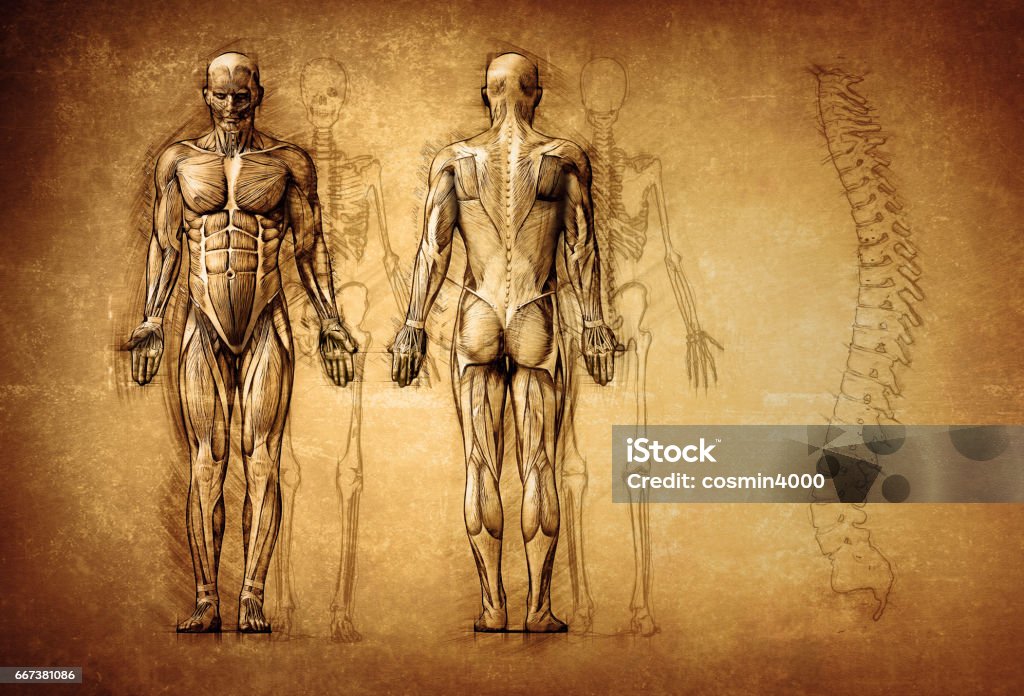 anatomía humana dibujo, viejo, lona - Foto de stock de Anatomía libre de derechos