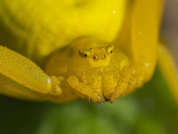 istock Closeup portrait of yellow spider 667385094