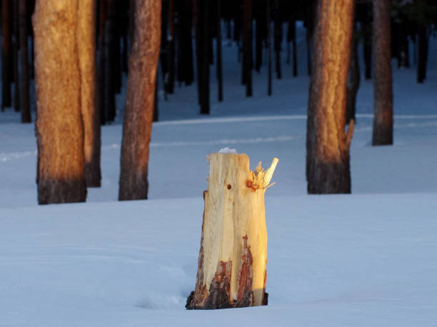 A pine tree stump in the winter forest at the dawn