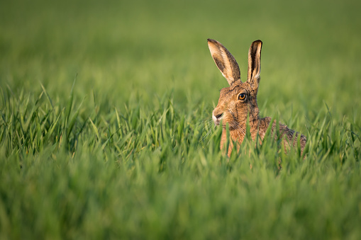 European / British Wild Brown Hare