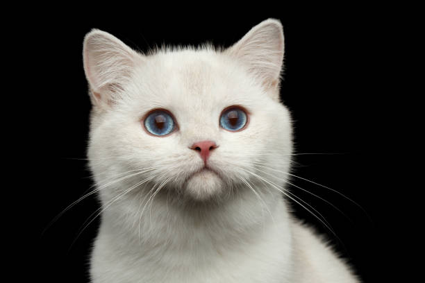 istock Furry British breed Cat white color on Isolated Black Background 667394920