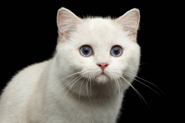istock Furry British breed Cat white color on Isolated Black Background 667394988