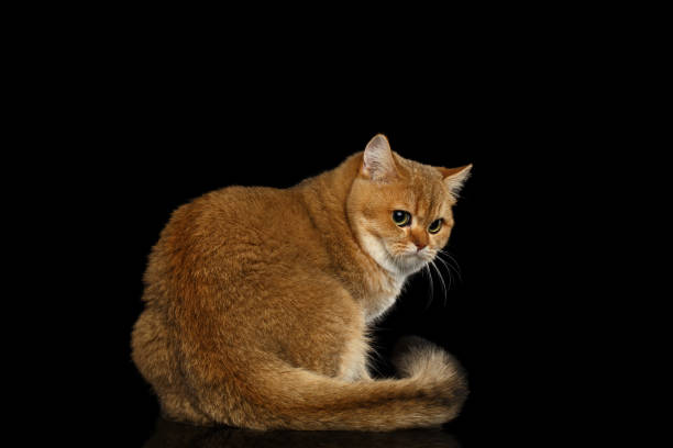 istock Furry British breed Cat on Isolated Black Background 667395108