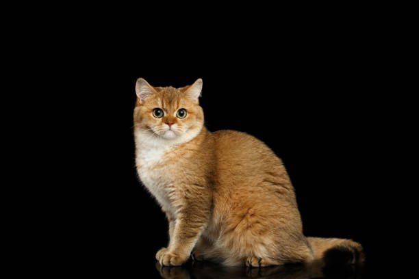 istock Furry British breed Cat on Isolated Black Background 667395190