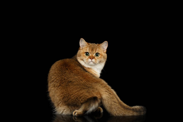 istock Furry British breed Cat on Isolated Black Background 667395230