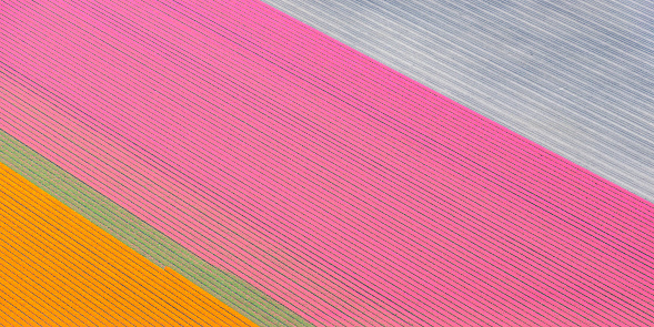 Aerial view of various colors of tulip flower field growing in The Noordoostpolder in Flevoland, The Netherlands. Each year during spring different areas in Holland are colored vividly by growing flower bulbs.