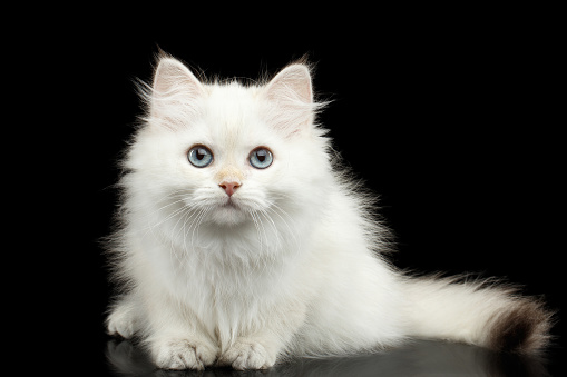 Furry British breed Kitten of White color Fur and Blue eyes Sitting and Stare in camera on Isolated Black Background