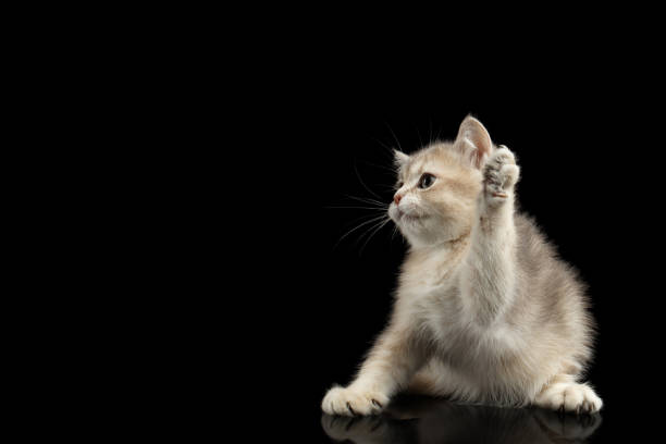 istock Furry British breed Kitten on Isolated Black Background 667399316