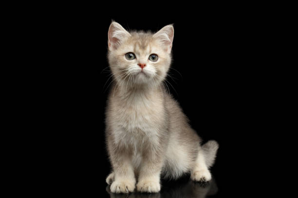istock Furry British breed Kitten on Isolated Black Background 667399458
