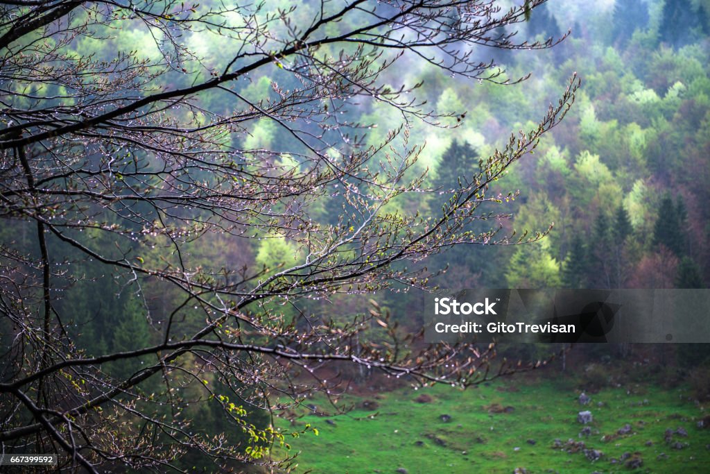 Asiago, the forest in spring after the rain Asiago - Italy Stock Photo