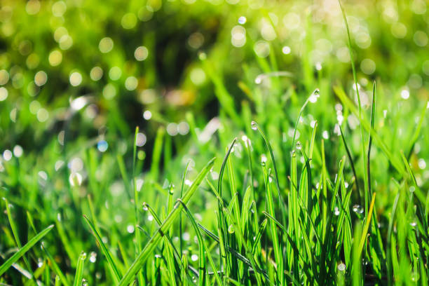 istock Grass with dew and morning sun rays. Summer background 667399788