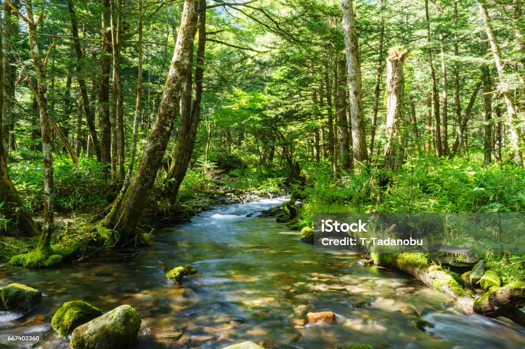 Arroyo de montaña, Kamikochi - Foto de stock de Baño de bosque libre de derechos