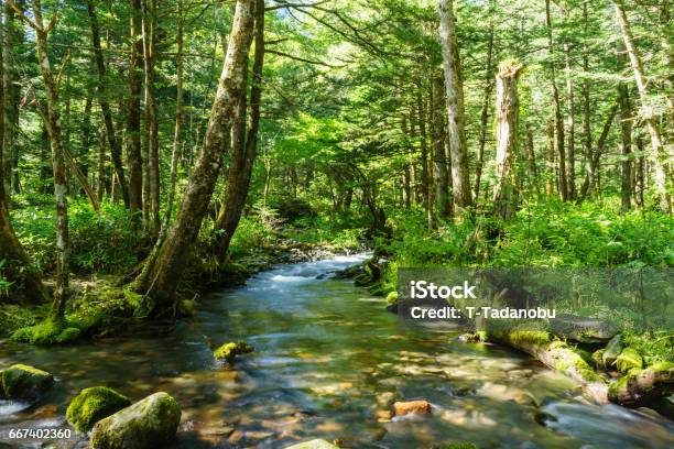 Arroyo De Montaña Kamikochi Foto de stock y más banco de imágenes de Baño de bosque - Baño de bosque, Riachuelo, Bosque