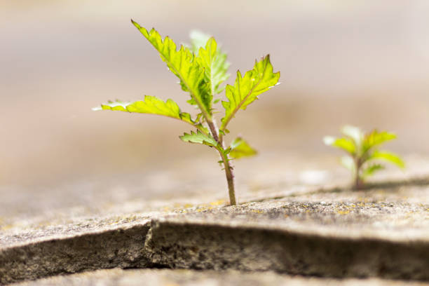 istock The power of nature 667406108