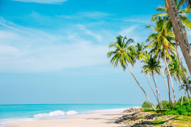 istock Coconut trees and turquoise Indian Ocean 667406764