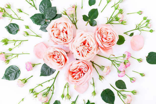 istock Floral pattern with pink roses, buds and leaves on white background. Flat lay, top view. 667406790