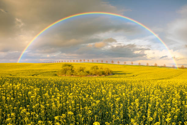 istock Rainbow over blooming rapeseed in the field 667410000