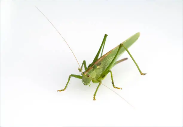 Photo of large; Tettigonia, Viridissima