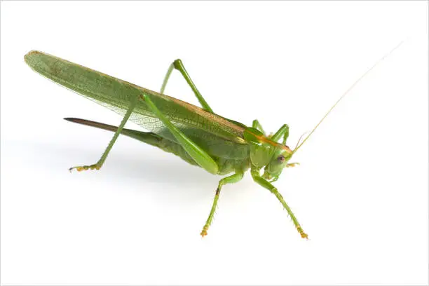 Photo of large; Tettigonia, Viridissima