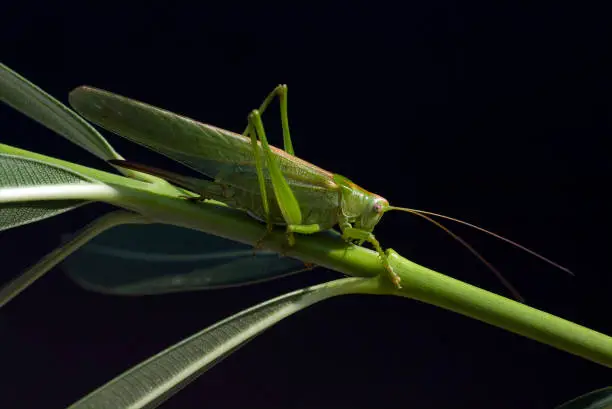 Photo of large; Tettigonia, Viridissima