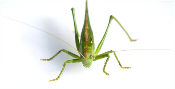 Photo of large; Tettigonia, Viridissima