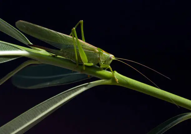 Photo of large; Tettigonia, Viridissima