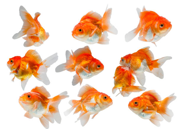 istock collection of goldfish 667417804