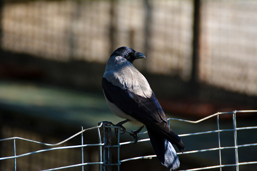 Hooded crow sitting on a fence