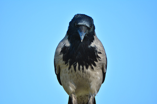 Profile of a hooded crow