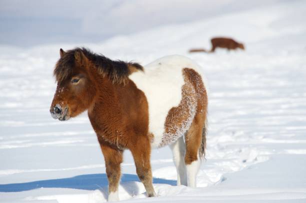 istock A red pony is standing in the snow 667425928