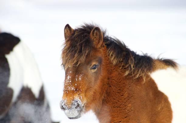 A red pony is standing in the snow stock photo