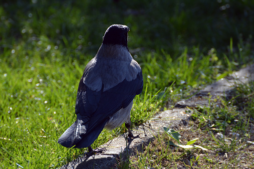 Hooded crow walking in the grass